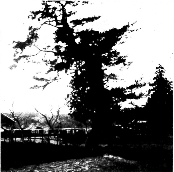 撫で松と呼び音次郎が愛した老松の白黒写真。松の木らしく太い幹から左右に何本が枝分かれしていてその先先に葉が茂っている。