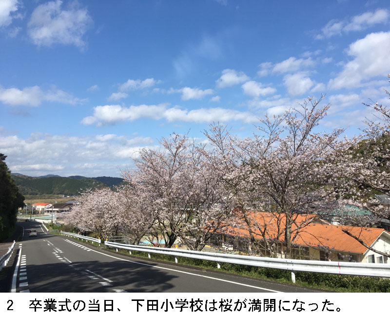 2 卒業式の当日、下田小学校は桜が満開になった。
